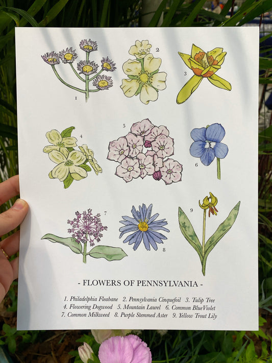 Pennsylvania Wildflower Art Print | 8" x 10"