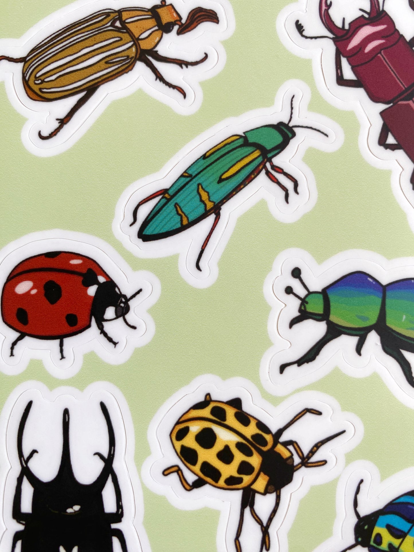 Waterproof 4" x 6" beetle sticker sheet.