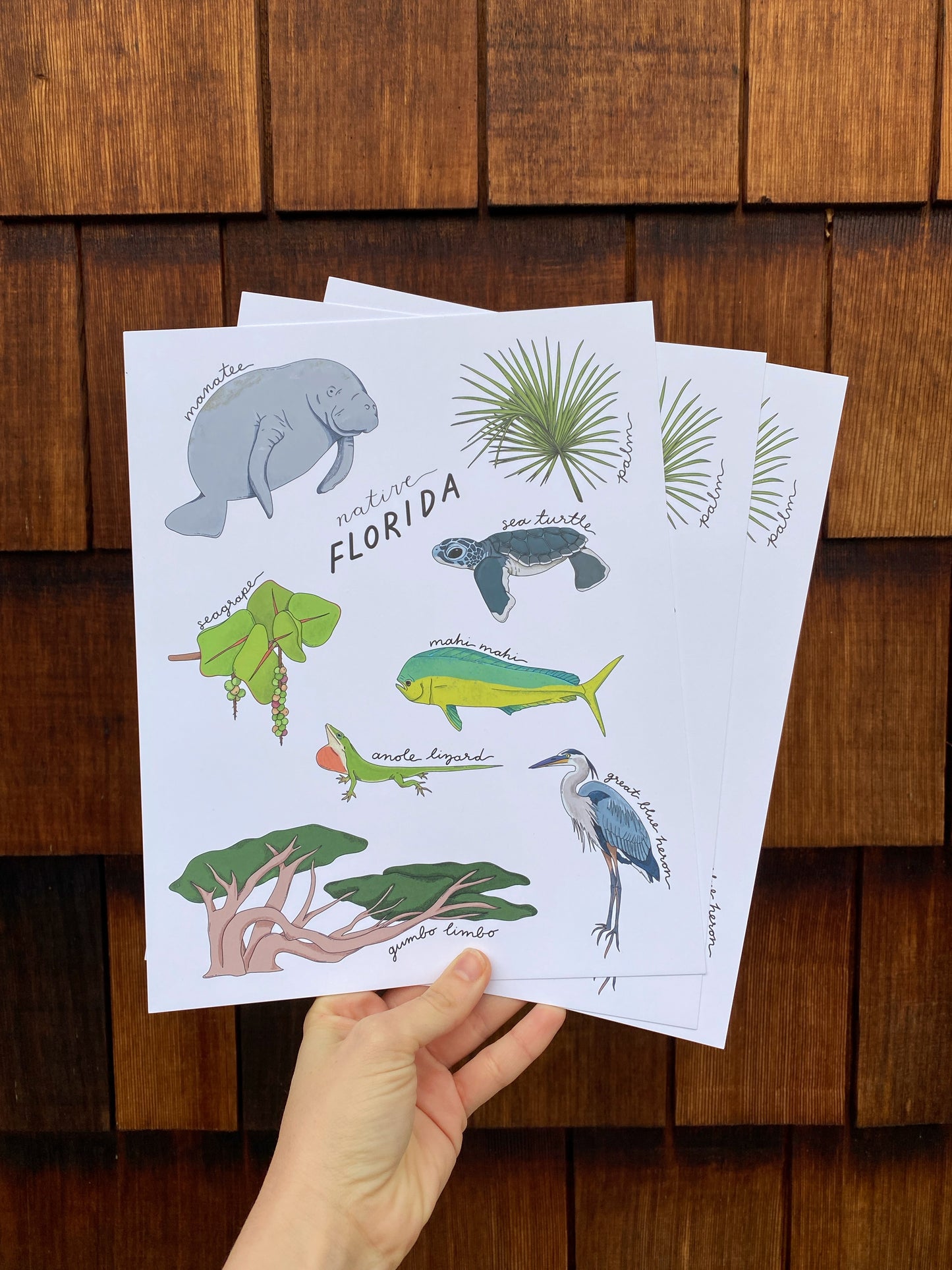 Native Florida State Art Print | 8" x 10"
