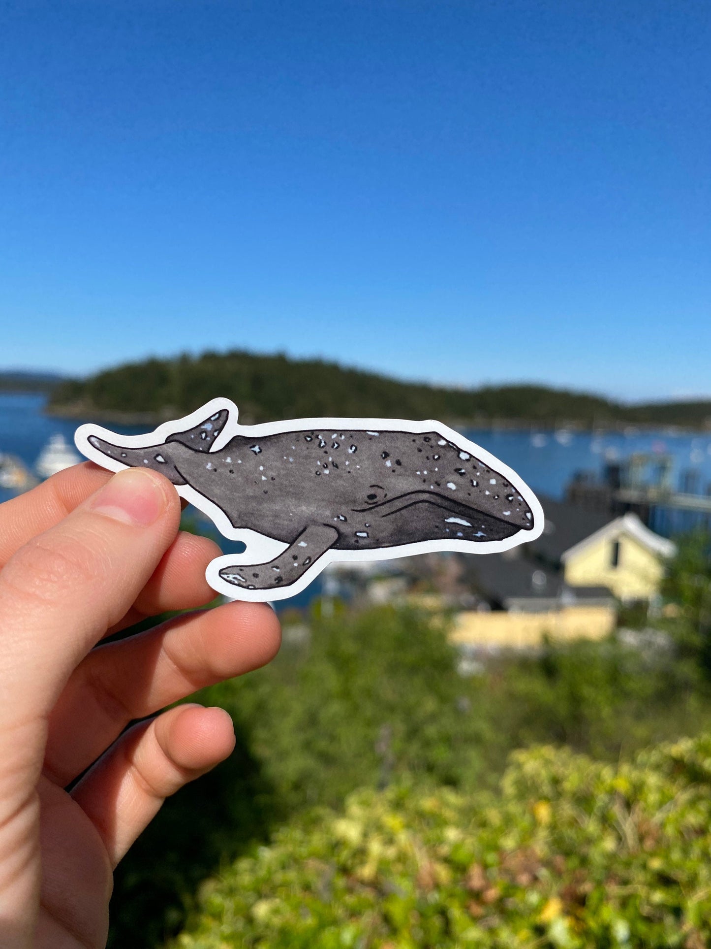 waterproof gray whale sticker 