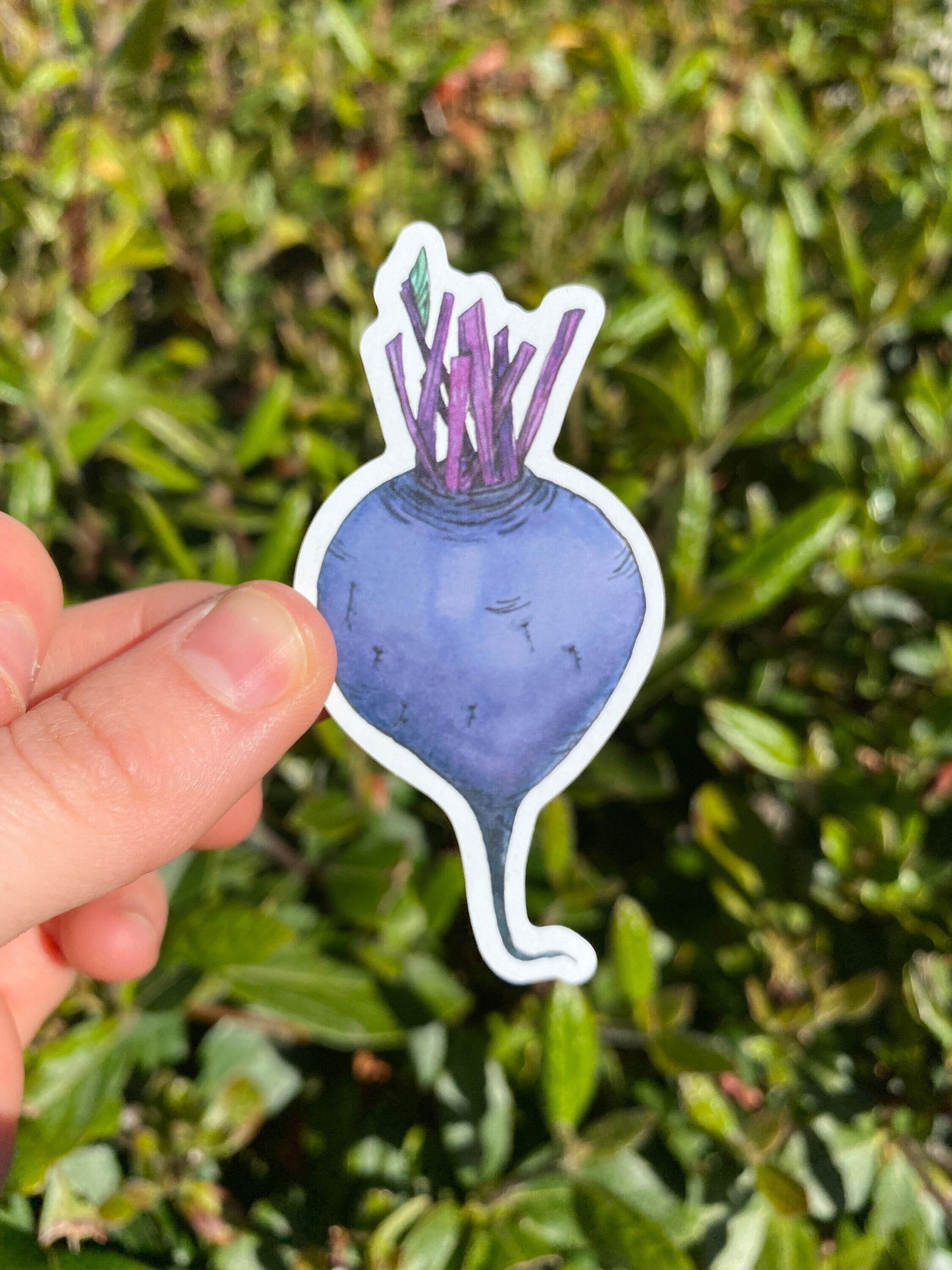 Watercolor beet sticker