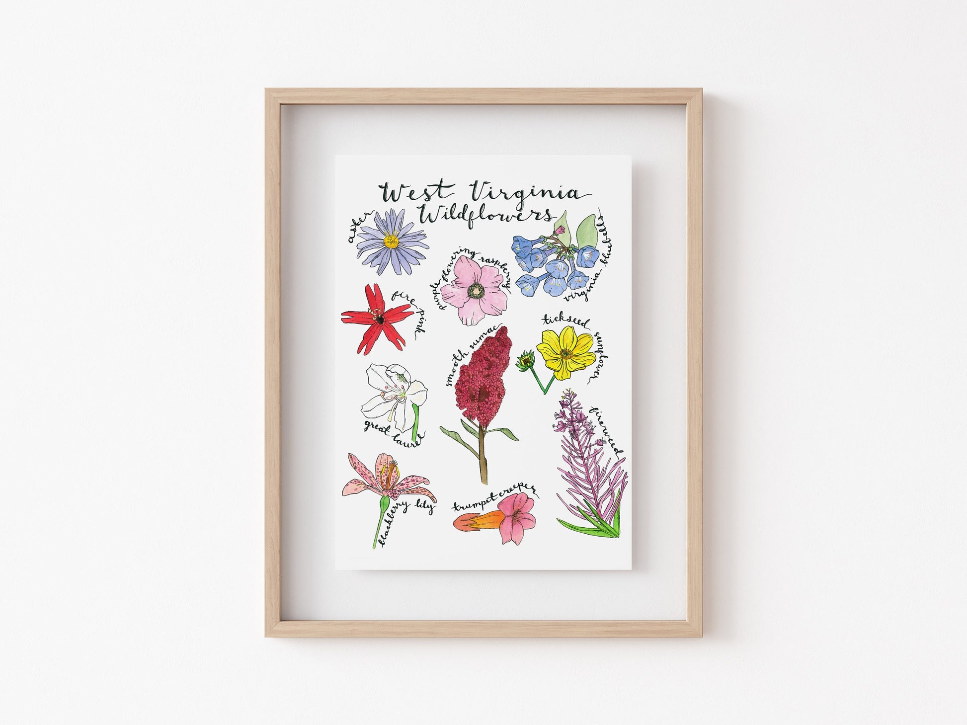 8" x 10" West Virginia wildflower watercolor art print